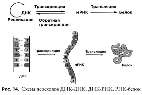 Работы Фрэнсиса Крика Джеймса Уотсона и Мориса Уилкинса за открытие - фото 14