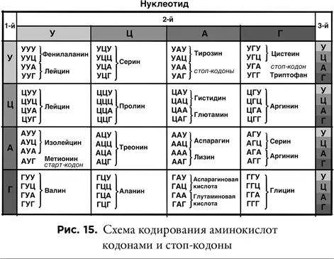 Холли и его коллеги обнаружили также что транспортная РНК имеет биологически - фото 15
