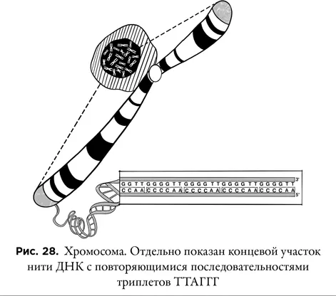 Под Рождество 1984 года будущий нобелевский лауреат Кэрол Грейдер обнаружила - фото 28