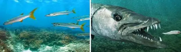 А акул там нет что ли Есть конечно и акулы Как не быть Эти твари - фото 114