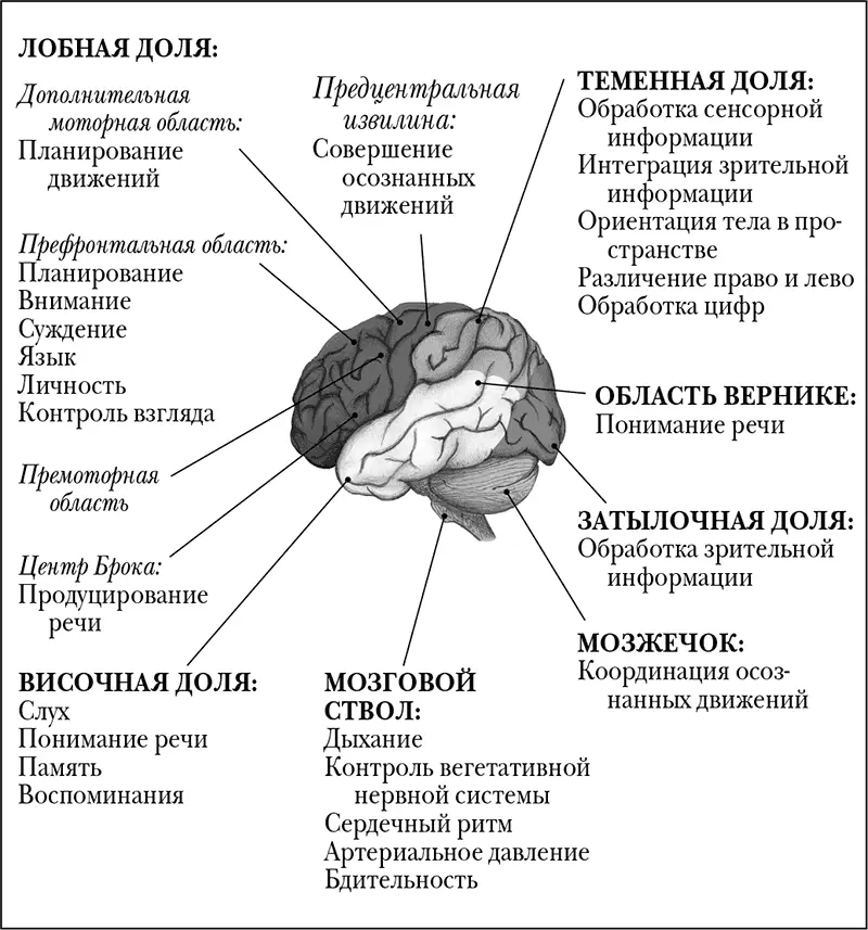 Мозговые функции выполняемые долями Введение Мозг это мир состоящий из - фото 2