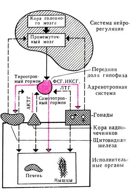 Рис 47 Взаимодействие между гипофизом промежуточным мозгом и исполнительными - фото 115