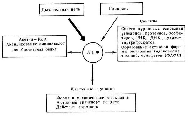 Процесс образования АТФ в результате использования энергии выделяющейся в - фото 122