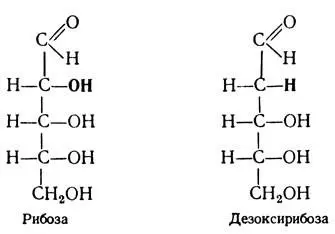 Из гексознаибольшее значение имеют глюкоза фруктоза и галактоза По своему - фото 135