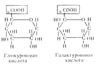 Глюкуроновая кислота выполняет в организме важную функцию участвует в - фото 142