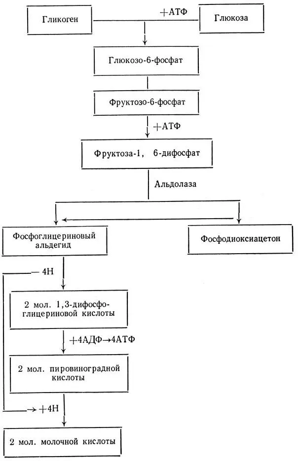 Схема 2 Анаэробный распад углеводов 13Дифосфоглицериновая кислота отдает - фото 152