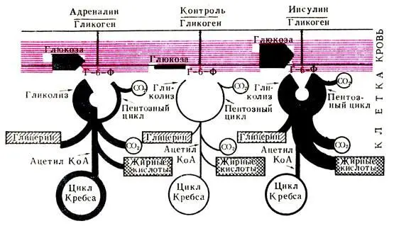 Рис 53 Механизм действия инсулина и адреналина объяснение в тексте На рис - фото 157