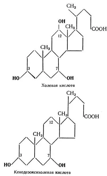 В организме наибольшее значение имеют холевая и дезоксихолевая кислоты Они - фото 171