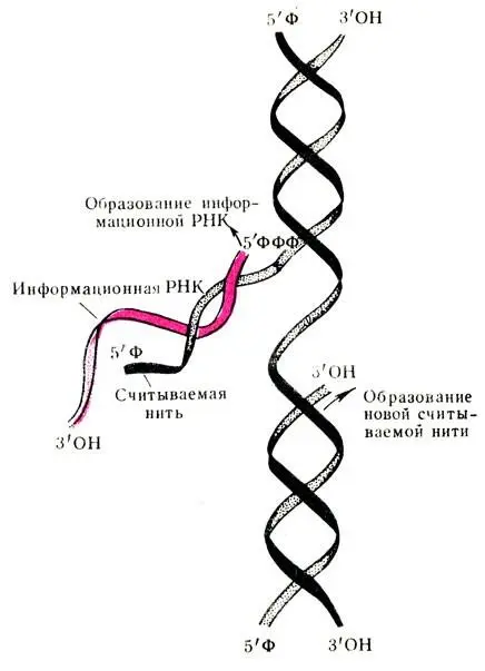 Рис 59 Образование информационной РНК Основная функция аминокислот это - фото 188