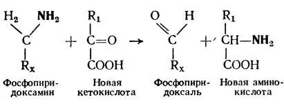 2 Процесс переаминирования широко распространен в живой природе Он имеет - фото 197