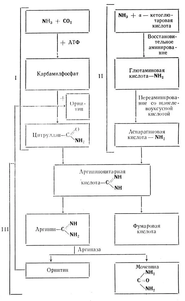 Схема 4 При детальном изучении синтез мочевины можно условно разделить на 3 - фото 202