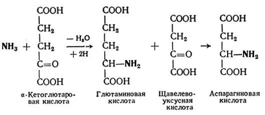 III этапНа этом этапе и происходит синтез мочевины Цитруллин и аспарагиновая - фото 204