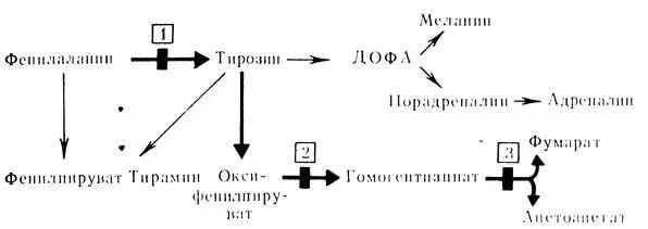 Рис 61 Механизм нарушения обмена фенилаланина 1 блок ферментов при - фото 209