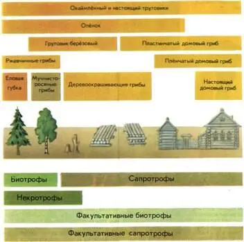 Приуроченность некоторых древоразрушающих грибов к субстрату и их биологическим - фото 167