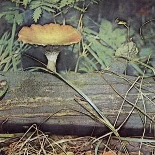 Все эти грибы активно включаются в процесс разрушения древесины - фото 175