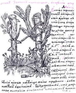 Рисунок из рукописного русского травника XVII в Лиственничкая губка - фото 203