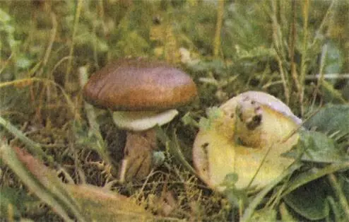 Масленок лучше использовать для маринования Шляпки белых грибов - фото 239