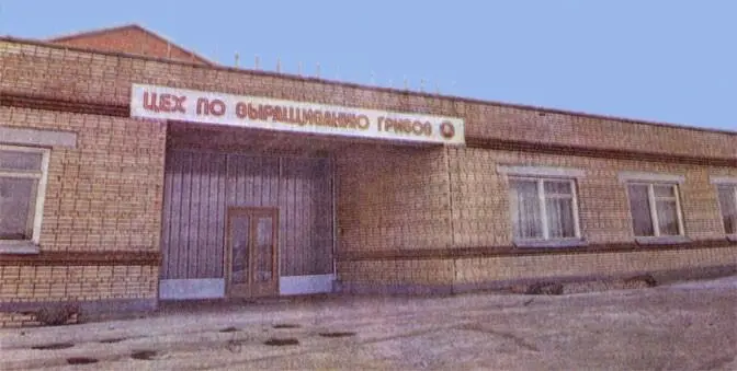 Современный шампиньонный цех в совхозе Московский Грибоводылюбители - фото 284