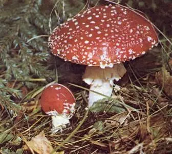 Латинское название красного мухомора аманита мускария как и названия его на - фото 71