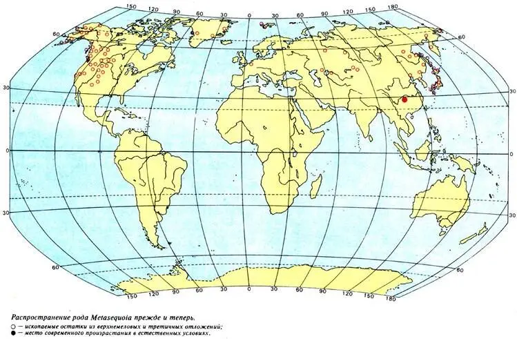 Распространение рода Metasequoia прежде и теперь ископаемые остатки из - фото 11