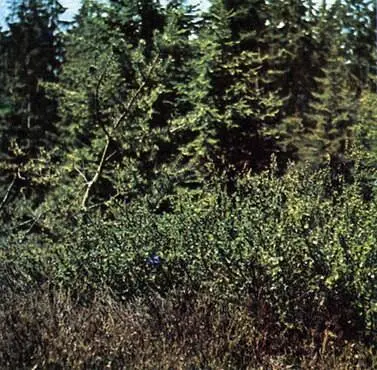 Растущая в виде кустарника береза карликовая Betula папа обычное тундровое - фото 12