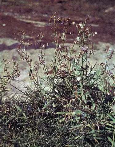 Молокан татарский Lactuca tatarica этот растущий по берегам залива - фото 126