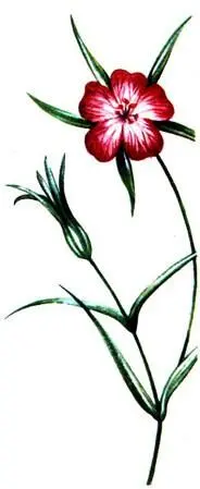 Куколь Обыкновенный Agrostetta githago Дурнишник обыкновенный Xanthium - фото 127