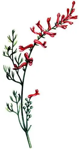 Дымянка лекарственная Fumaria officinalis Синяк обыкновенный Echium vulgare - фото 129