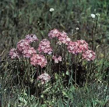 Первоцвет мучнистый Primula farinosa который изредка еще можно встретить на - фото 13