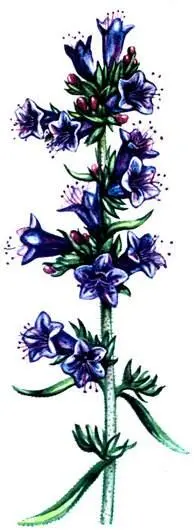 Синяк обыкновенный Echium vulgare Пустырник обыкновенный Leonurus cardiaca - фото 130