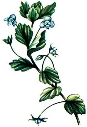 Вероника персидская Veronica persica Водяная чума Elodea canadensis - фото 134