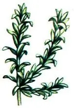 Водяная чума Elodea canadensis Гулявник Лёзеля Sisymbrium loeselii - фото 135