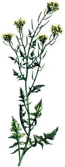 Гулявник Лёзеля Sisymbrium loeselii Галинзога мелкоцветковая Galinsoga - фото 136