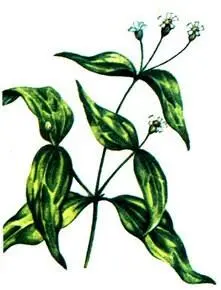 Недотрога мелкоцветковая Impatiens parviflora Аир болотный Acorus calamus - фото 138