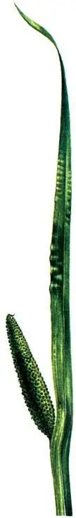 Аир болотный Acorus calamus Неофиты в растительных сообществах близких к - фото 139