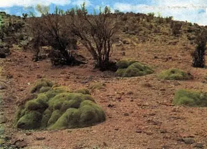 Azorella yarita растение характерное для антарктического флористического - фото 144