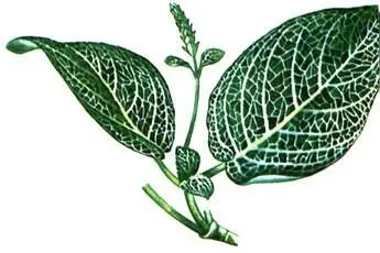 Fittonia erschaffeltii Episcia cupreata Calathea ornata Zebrina - фото 155