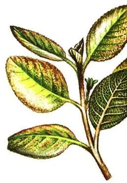 Episcia cupreata Calathea ornata Zebrina pendula Семейство бромелиевых - фото 156