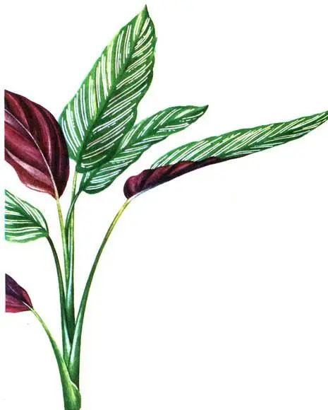 Calathea ornata Zebrina pendula Семейство бромелиевых или ананасовых - фото 157