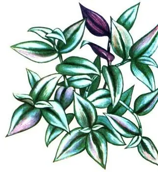Zebrina pendula Семейство бромелиевых или ананасовых Bromeliaceae - фото 158