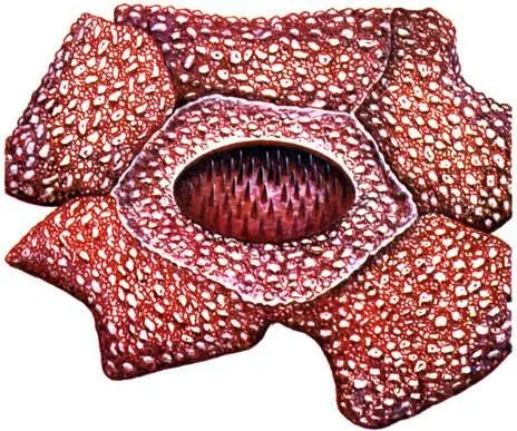Rafflesia arnoldii Clathrus chrysomycelinus Mutinus bambusinus - фото 159