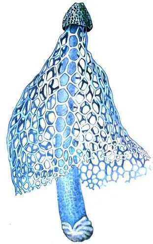 Schleierdame Dictyophora indusiata Вечнозеленые влажные тропические леса - фото 163