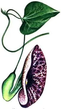 Кирказон изящный Aristolochia elegans Physostigma venenosum Монстера - фото 165