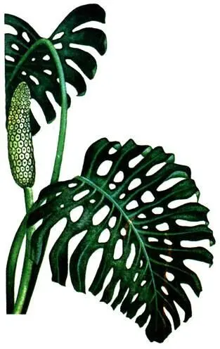 Монстера Monstera deliciosa ВанильVanilla planifolia Пальмаротанг - фото 167
