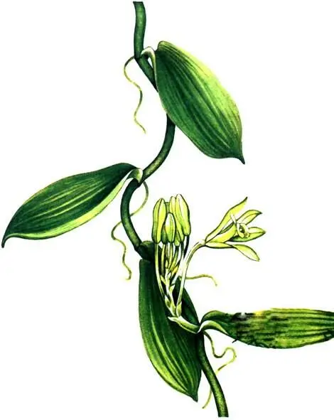 ВанильVanilla planifolia Пальмаротанг Calamus niger Спирально - фото 168