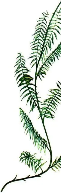 Пальмаротанг Calamus niger Спирально закрученные стебли энтады лазящей - фото 169