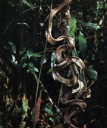 Спирально закрученные стебли энтады лазящей Entada scandens лианы влажного - фото 170