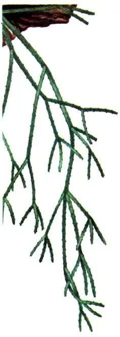 Rhipsalis cassutha Платицериум оленерогий Platycerium alcicorne Сверху - фото 172