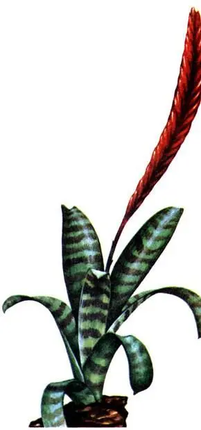 Vriesea splendens Горные тропические влажные лесаОписанным выше лесам - фото 175