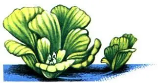 Pistia stratiotes Eichhornia crassipes Лотос Nelumbo Nucifera - фото 182
